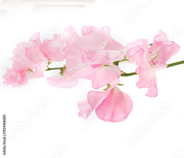 Obraz スイートピー　白バック