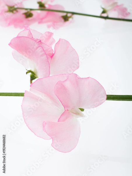 Obraz スイートピー　白バック