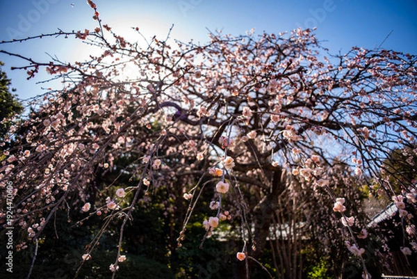 Obraz 鎌倉26219　海蔵寺10　枝垂れ梅