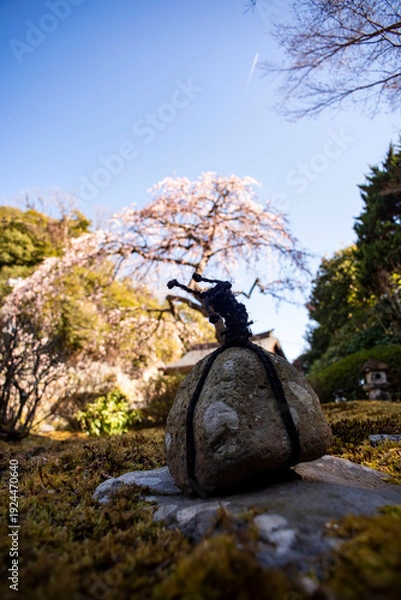 Obraz 鎌倉26219　海蔵寺5　枝垂れ梅