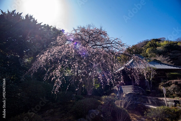 Obraz 鎌倉26219　海蔵寺3　枝垂れ梅