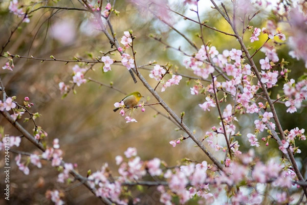 Obraz 鎌倉26219　英勝寺7　河津桜＆メジロ