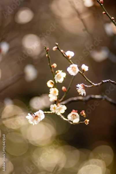 Obraz 鎌倉26219　英勝寺1　梅