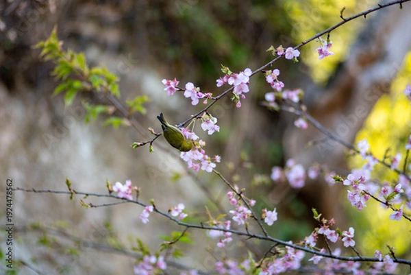 Obraz 鎌倉26219　英勝寺3　河津桜＆メジロ