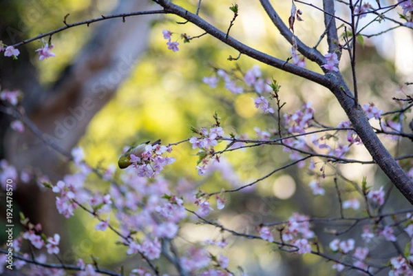 Obraz 鎌倉26219　英勝寺2　河津桜＆メジロ
