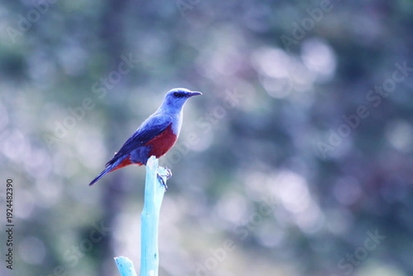 Obraz 美しい青い野鳥のイソヒヨドリ