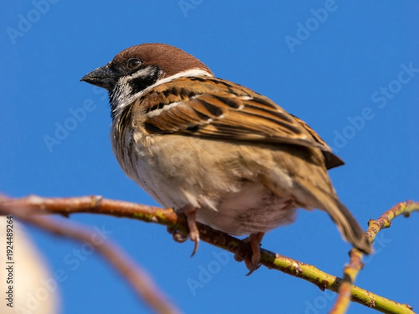 Obraz 枝に止まるスズメ