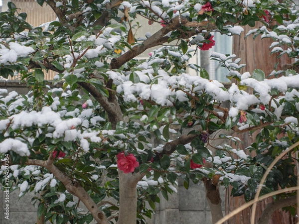 Obraz 雪化粧した山茶花、白銀に映える冬の華
