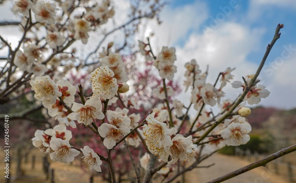 Obraz 青空に映える清らかな白梅、春を告げる彩り
