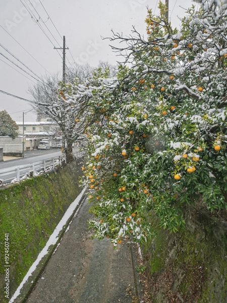 Obraz 寒波の街角、雪をかぶった柑橘の木