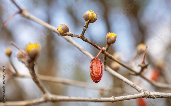 Obraz 春を待つ赤い宝石。サンシュユの実と蕾