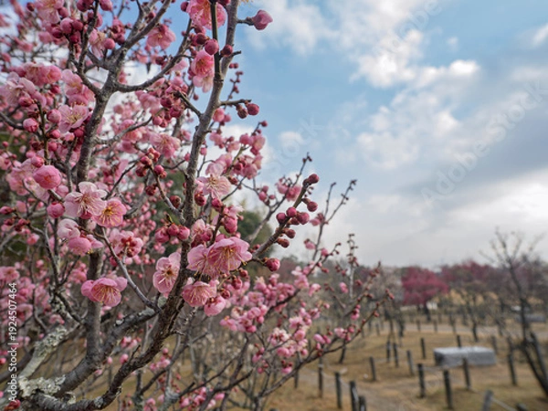 Obraz 青空と梅の花。春を届ける梅園の美しい風景
