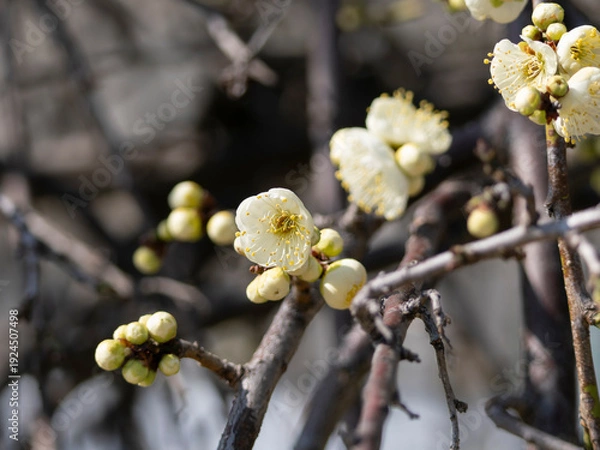 Obraz 公園に咲いた白い梅の花