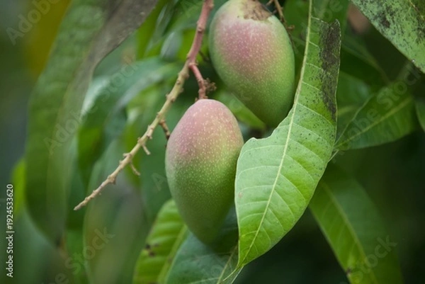 Obraz fresh green mangos on tree