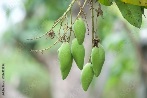 Obraz fresh green mangos on tree