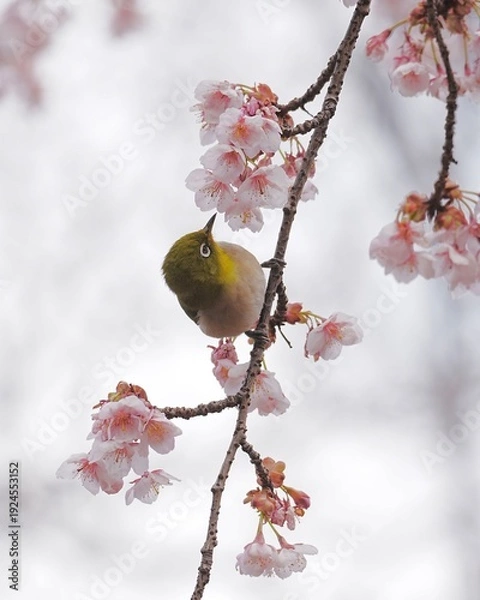 Obraz 美しい寒桜と可愛いメジロ