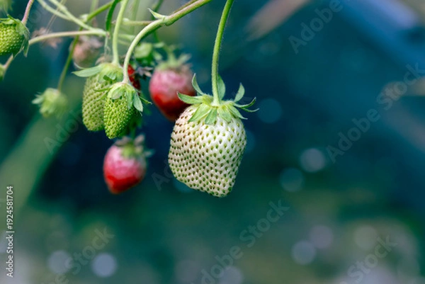 Obraz いちご狩り