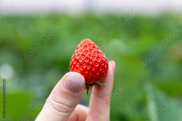 Obraz いちご狩り