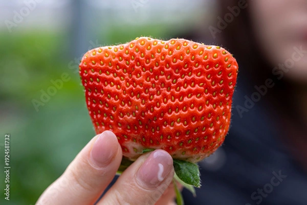 Obraz いちご狩り