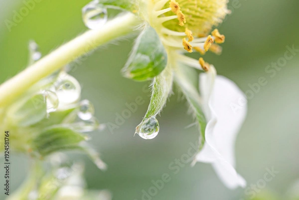 Obraz いちご狩り