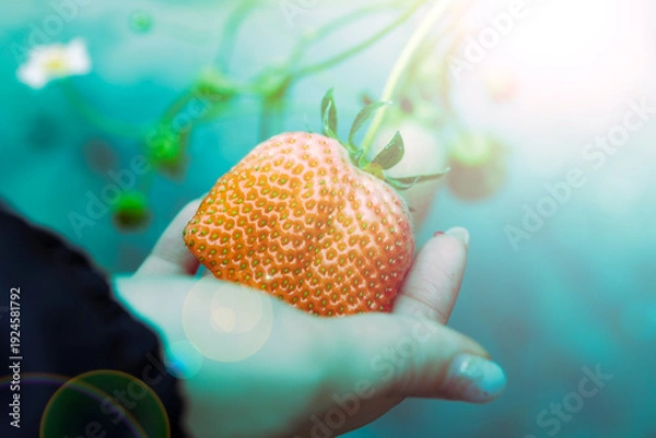 Obraz いちご狩り