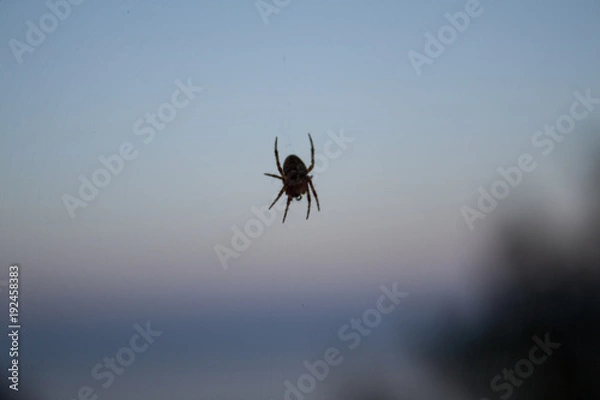 Obraz Small spider hanging on transparent web