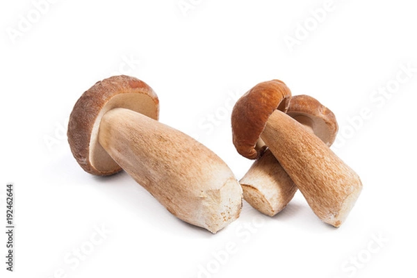 Fototapeta Kilka grzybów Porcini znanych jako Boletus edulis na białym tle.