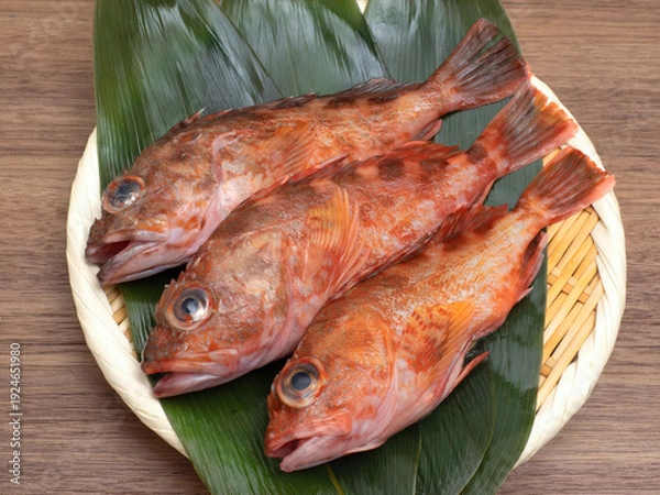 Obraz 料理の下拵えをしたフレッシュなカサゴ