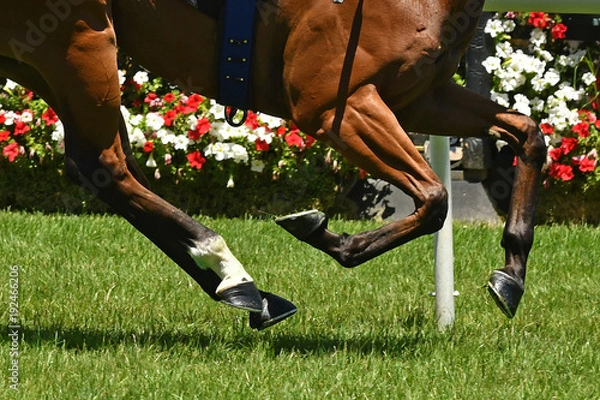 Obraz Horse racing action