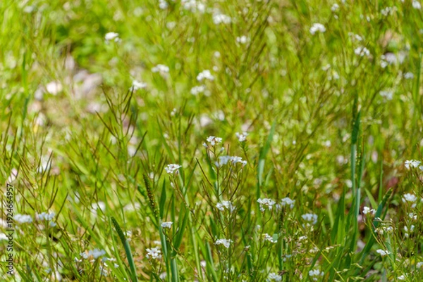Obraz 春の野原に広がるナズナの白い小花と緑の草原