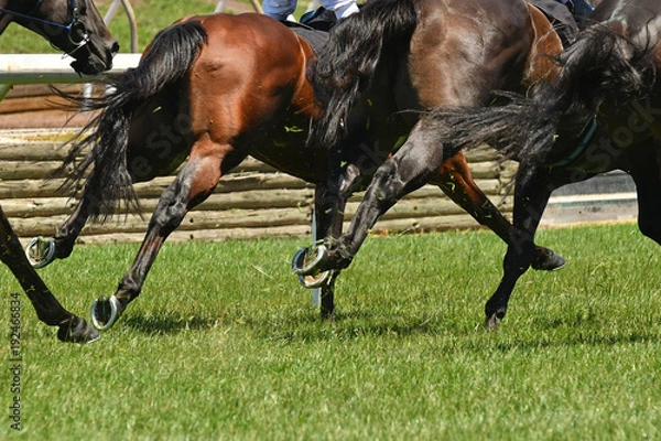 Obraz Horse racing action