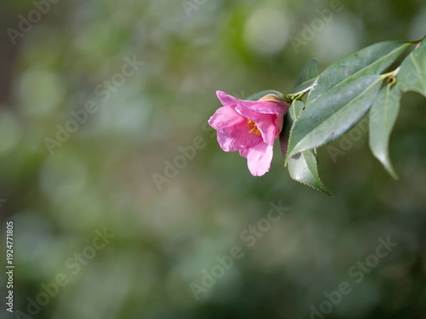 Obraz 茶花の有楽椿