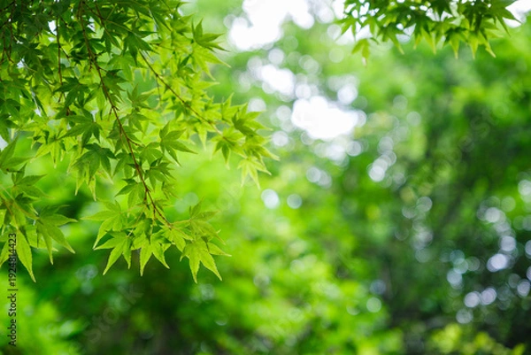 Obraz 新緑に輝く青もみじと木漏れ日のボケ：初夏の清々しい自然背景