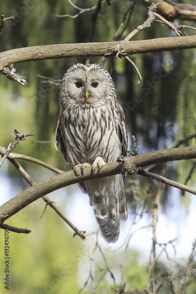 Obraz Ural owl