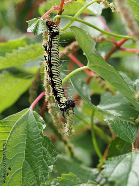 Obraz フクラスズメの幼虫
