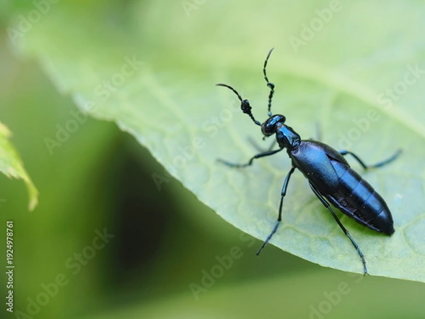 Obraz ツチハンミョウ雄