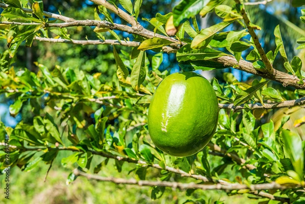 Fototapeta Calebassier