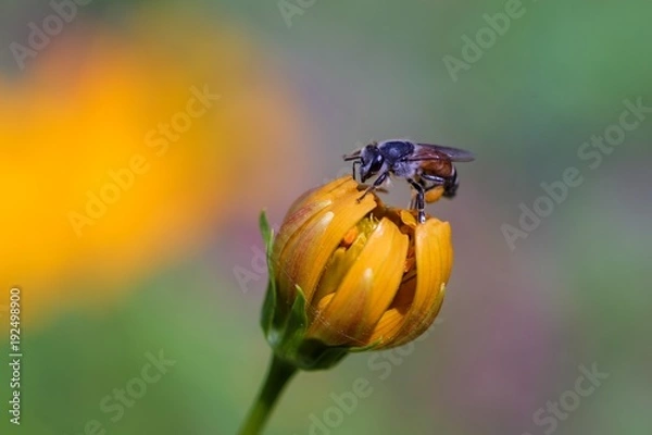 Obraz Bee on the flower 