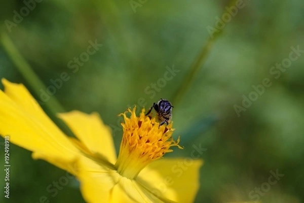 Obraz Bee on the flower 