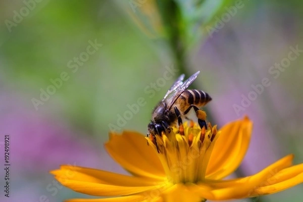 Obraz Bee on the flower 