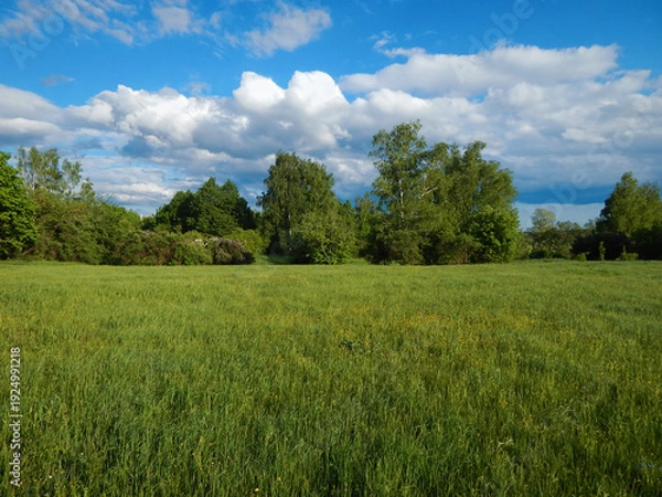 Obraz Green spring meadow.