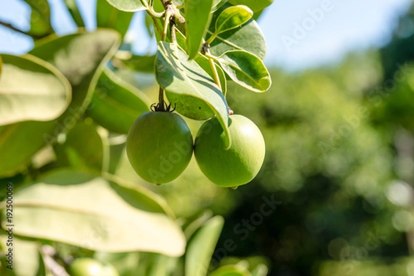 Fototapeta Pommier d'accot