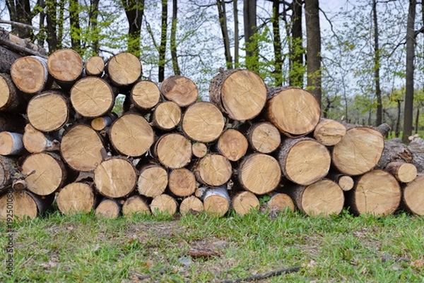 Obraz Likwidacja drzewostanu na placu miejskim