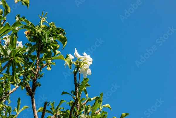 Fototapeta Frangipanier pudique