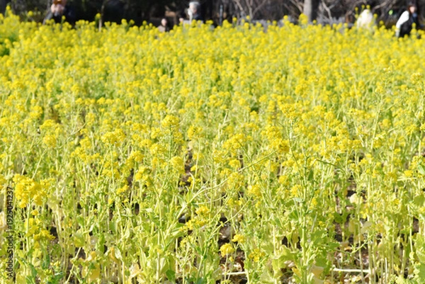 Obraz 黄色の花　菜の花
