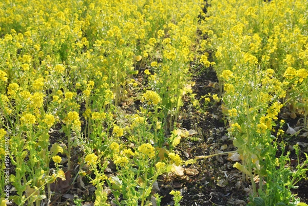 Obraz 黄色の花　菜の花