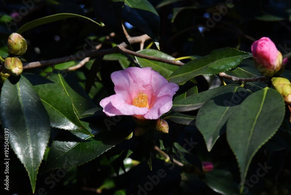 Obraz ピンク色の椿