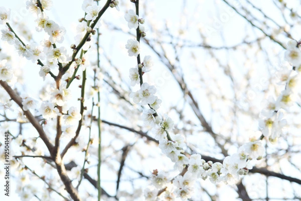 Obraz 白色の花　梅