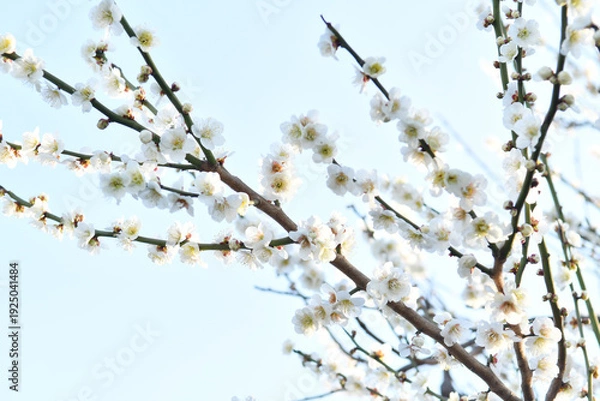 Obraz 白色の花　梅