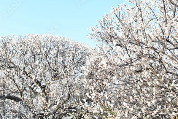 Obraz 白色の花　梅